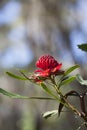 Waratah Flower (Telopea) Royalty Free Stock Photo